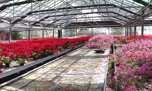 Floricoltura Alberti e caldaia a biomassa